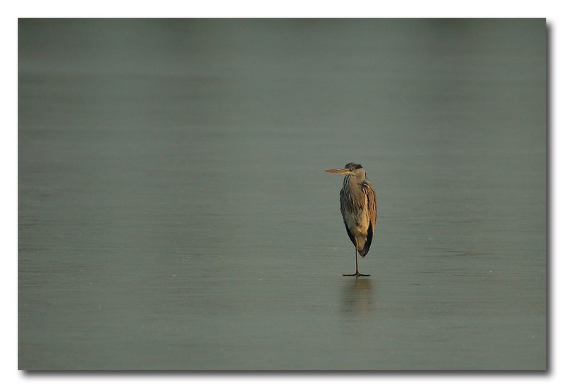 Airone cenerino - Ardea cinerea